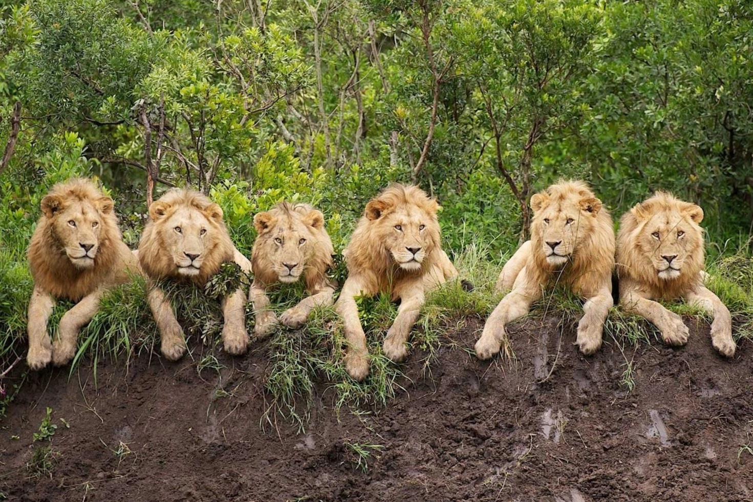 Bang nhom 6 con su tu gay am anh mot thoi hinh anh