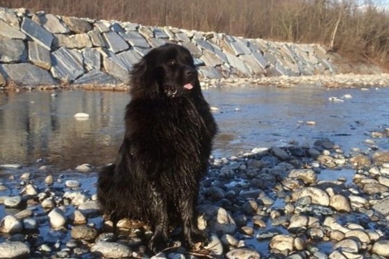 Con cho hay day tre em xuong song o Phap hinh anh