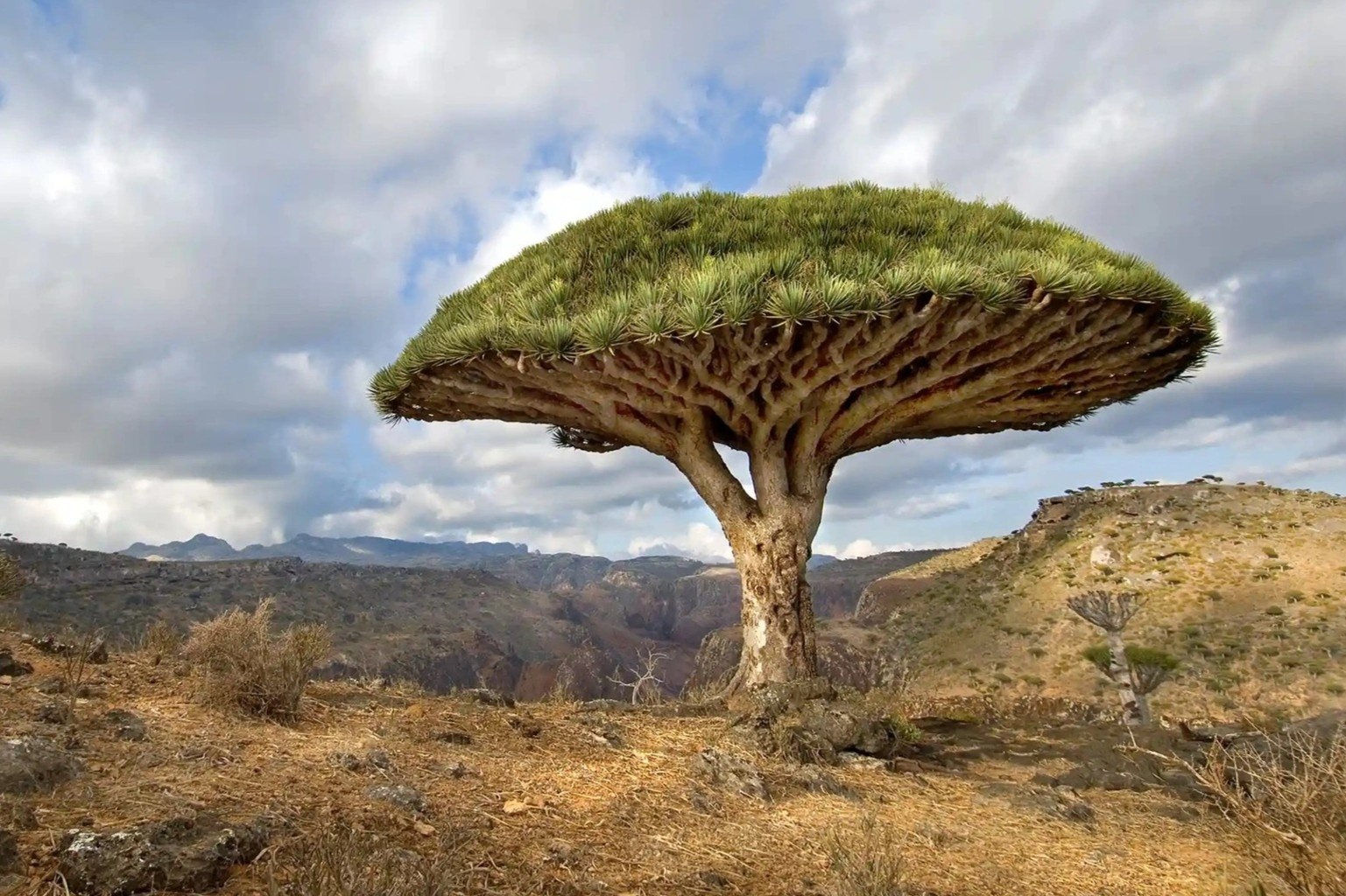 Nhung cay huyet rong sap chet hinh anh