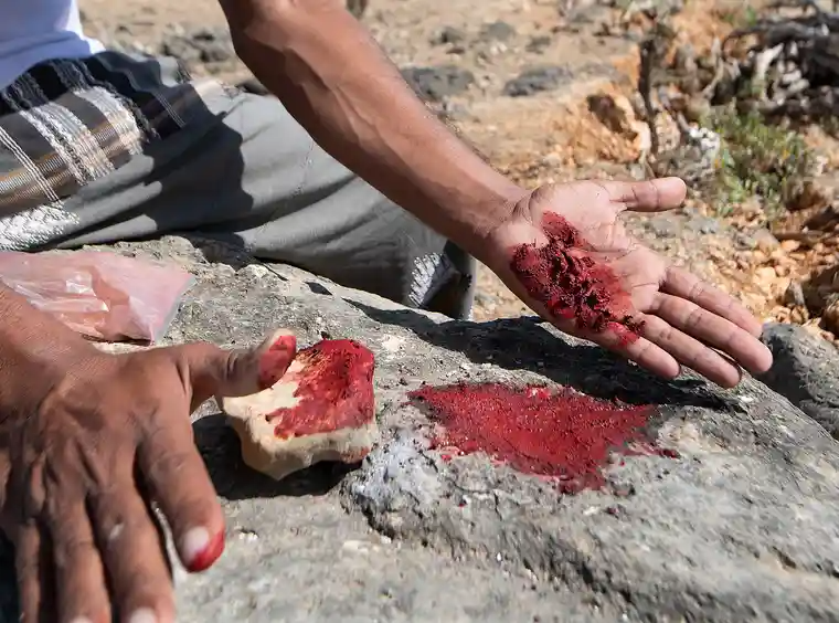 cây huyết rồng ảnh 4 cay huyet rong anh 4