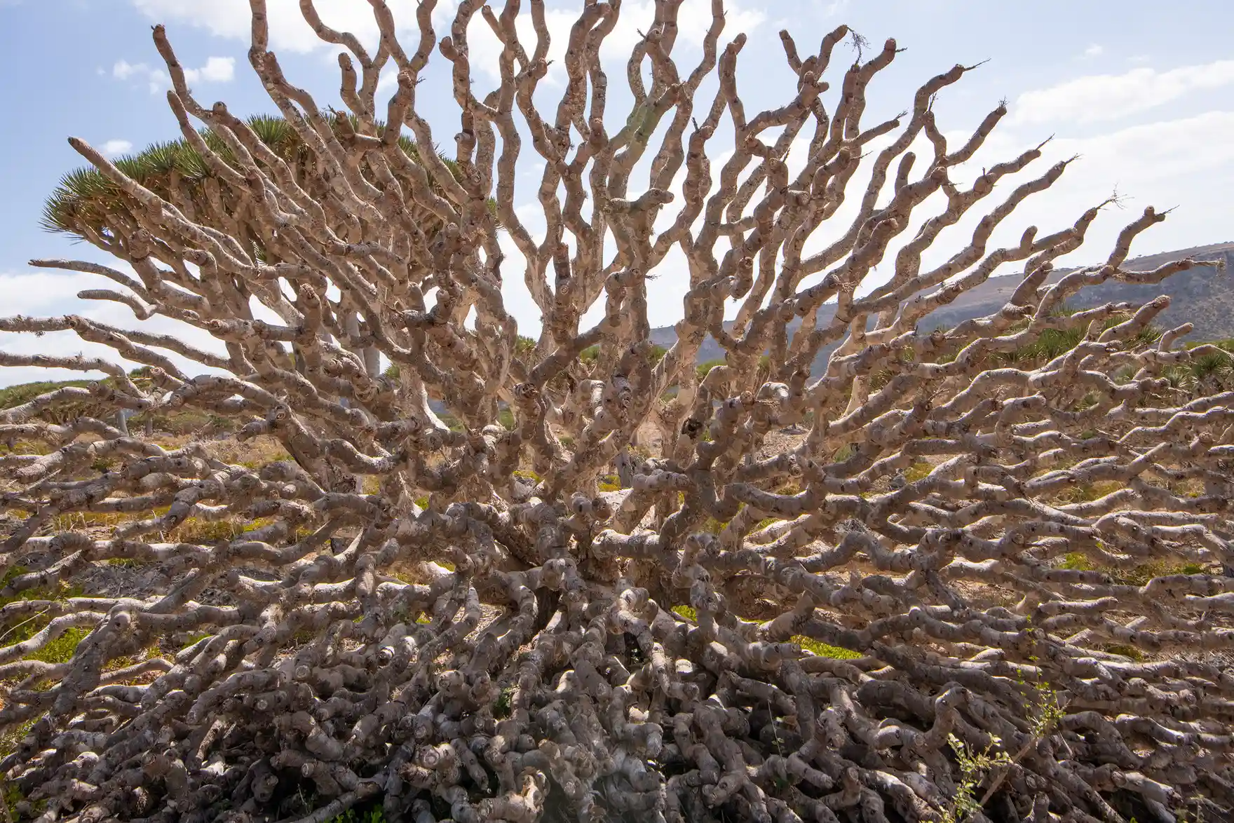 cây huyết rồng ảnh 5 cay huyet rong anh 5