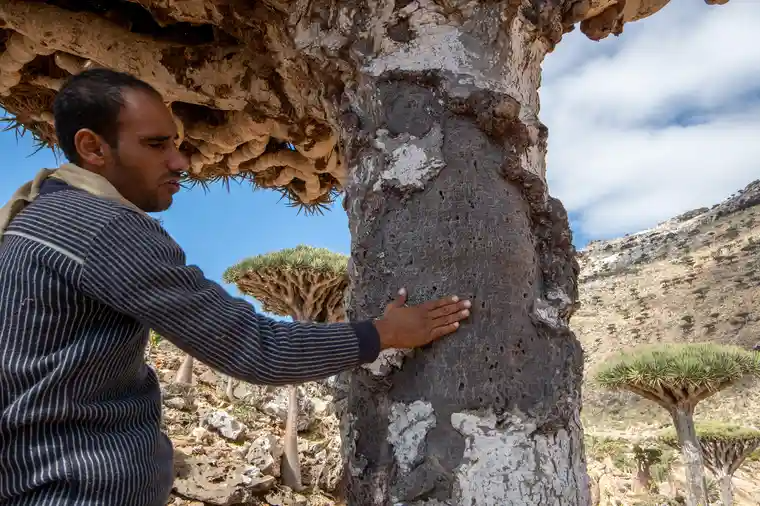 cây huyết rồng ảnh 6 cay huyet rong anh 6