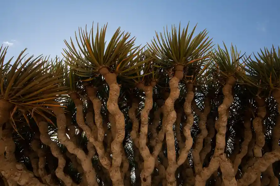 cây huyết rồng ảnh 7 cay huyet rong anh 7