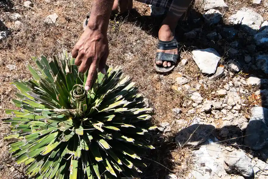 cây huyết rồng ảnh 8 cay huyet rong anh 8