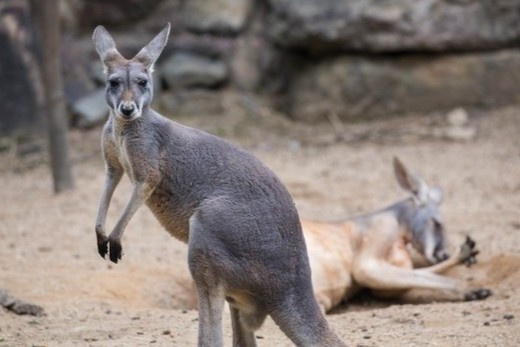 Dam cuoi bi ngung vi 2 con kangaroo danh nhau hinh anh