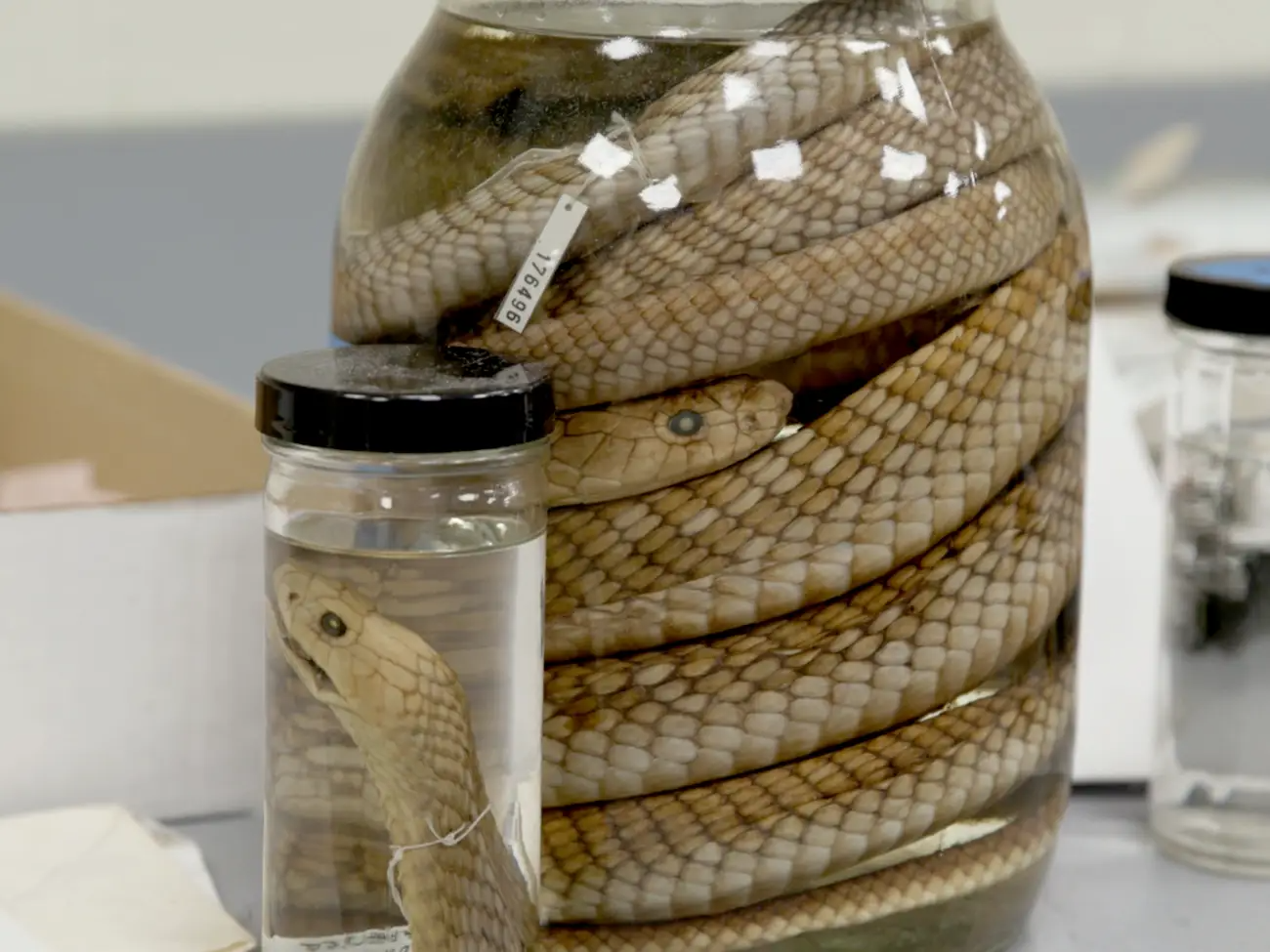 bao quan xac uop anh 1