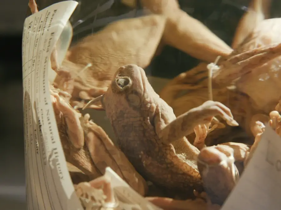 bao quan xac uop anh 2