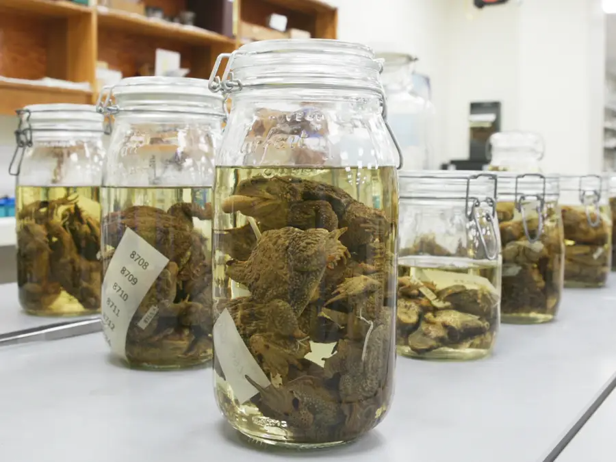 bao quan xac uop anh 3