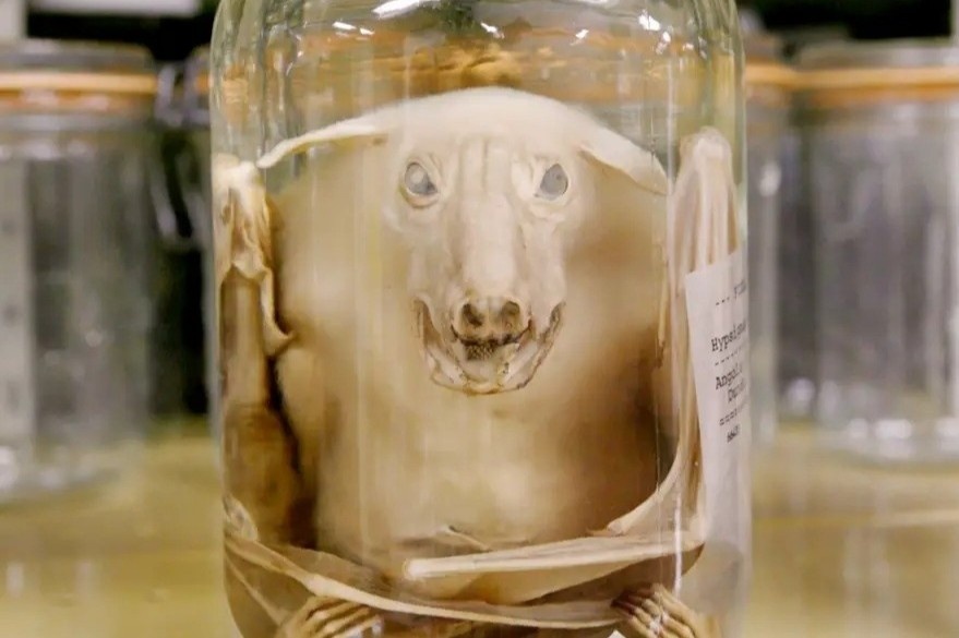 Bao tang xac uop dong vat ky di o My hinh anh