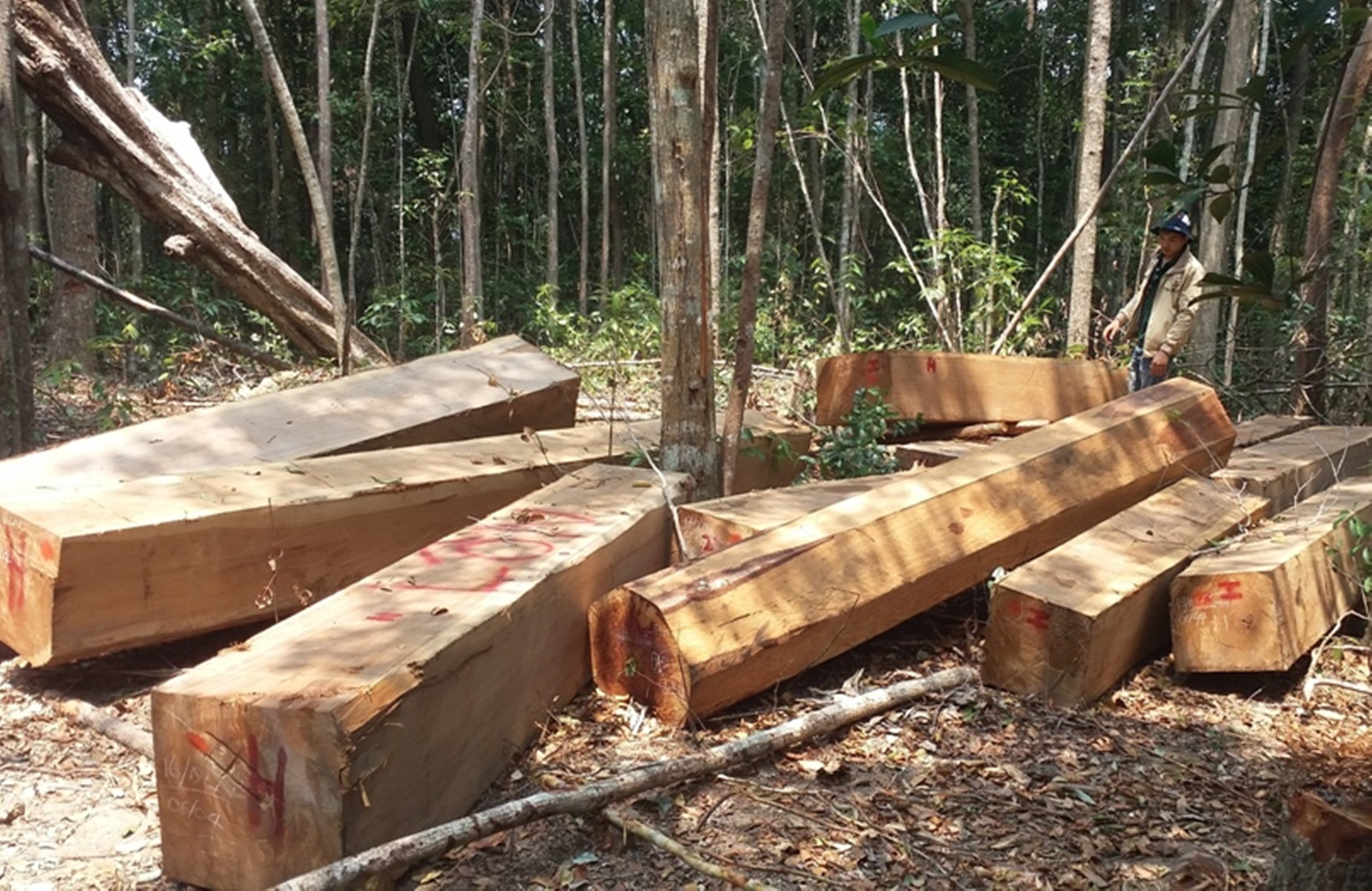 Van chuyen lam san ra khoi rung, mot nguoi bi go de tu vong hinh anh