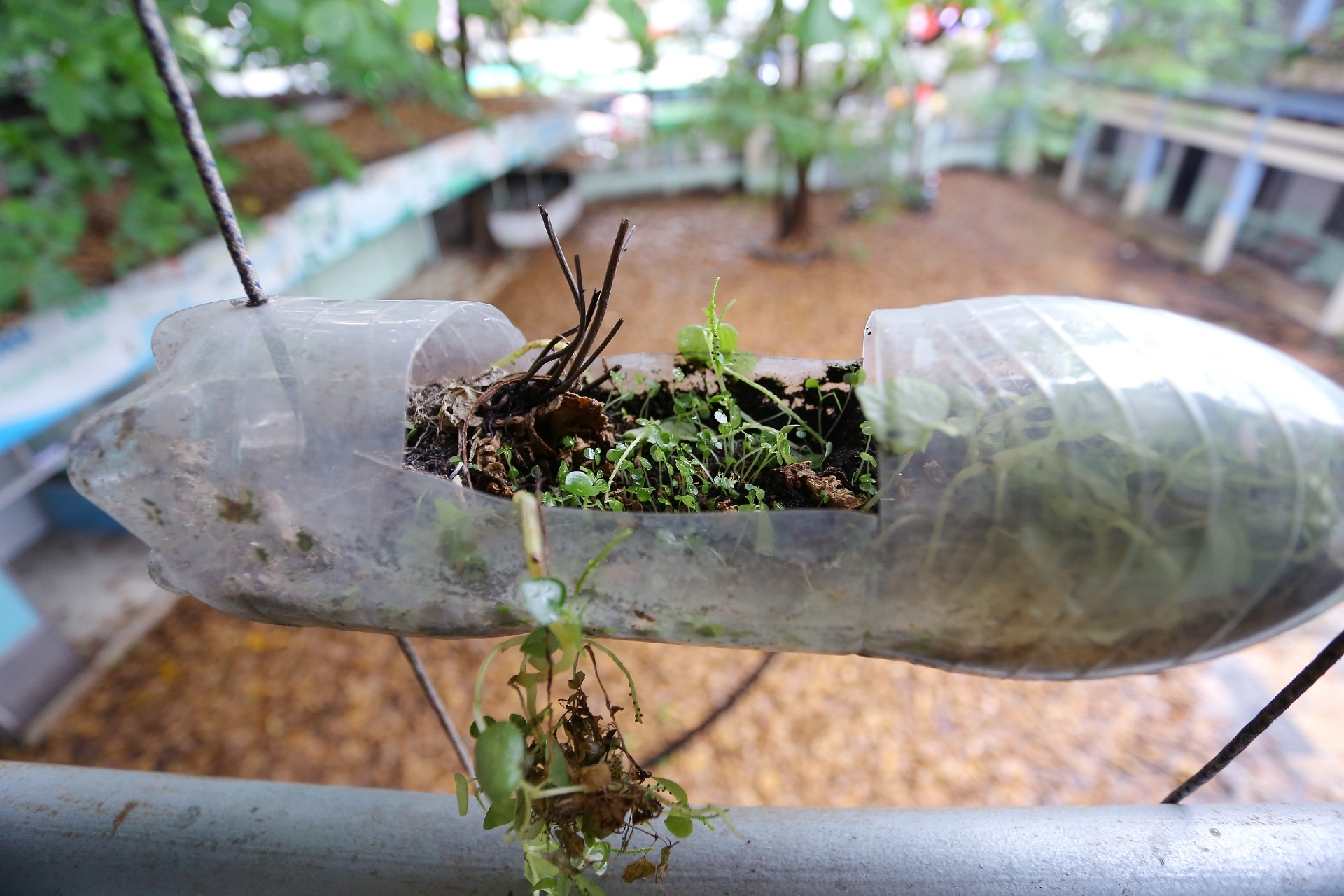 Truong hoc bo hoang anh 9