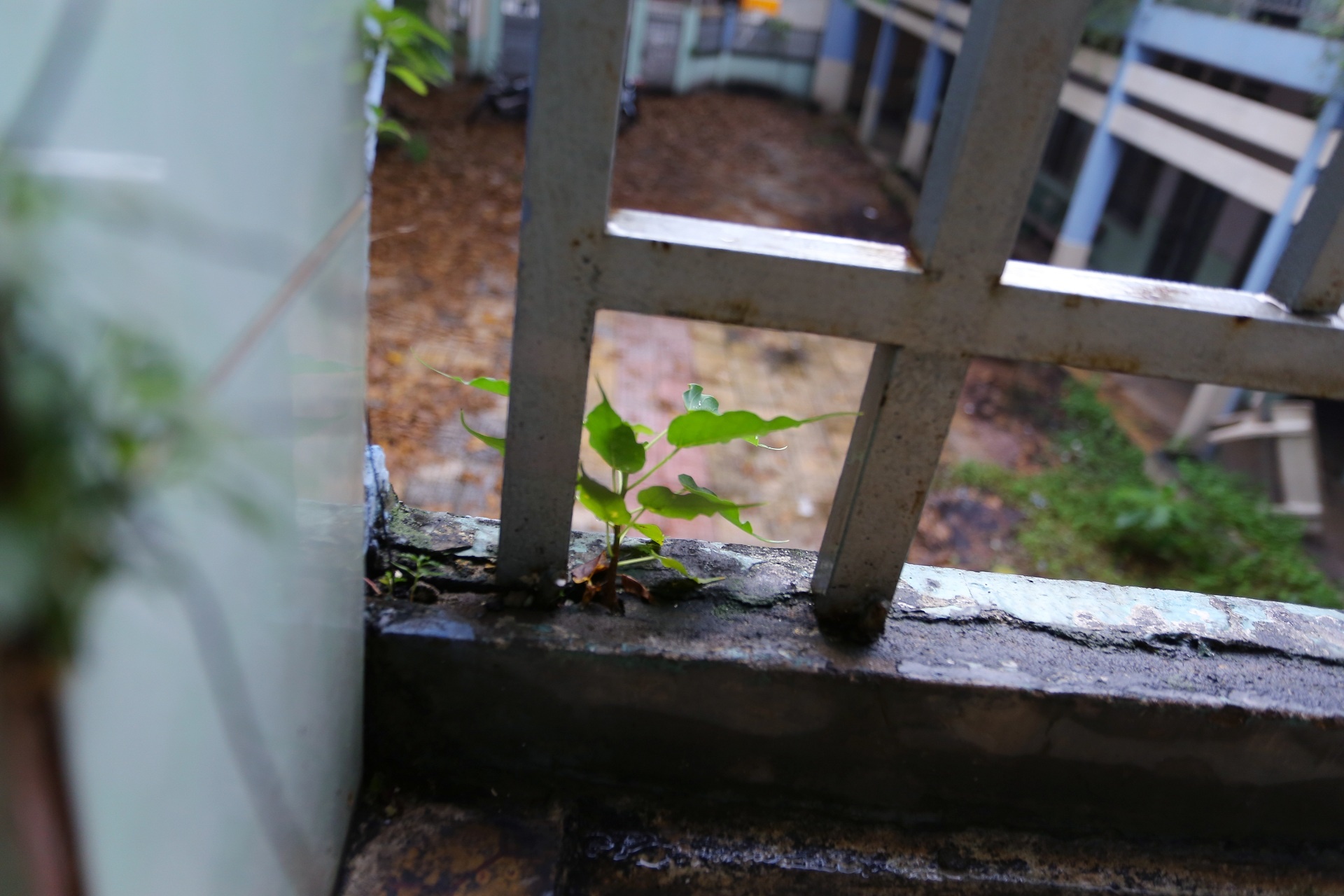 Truong hoc bo hoang anh 6