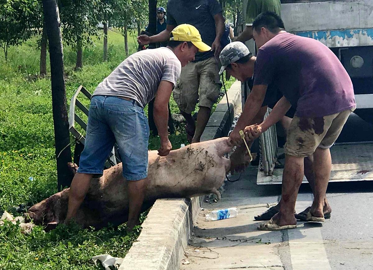 Xe tai lat nhao, dan heo 60 con tran ra dai lo o Sai Gon hinh anh