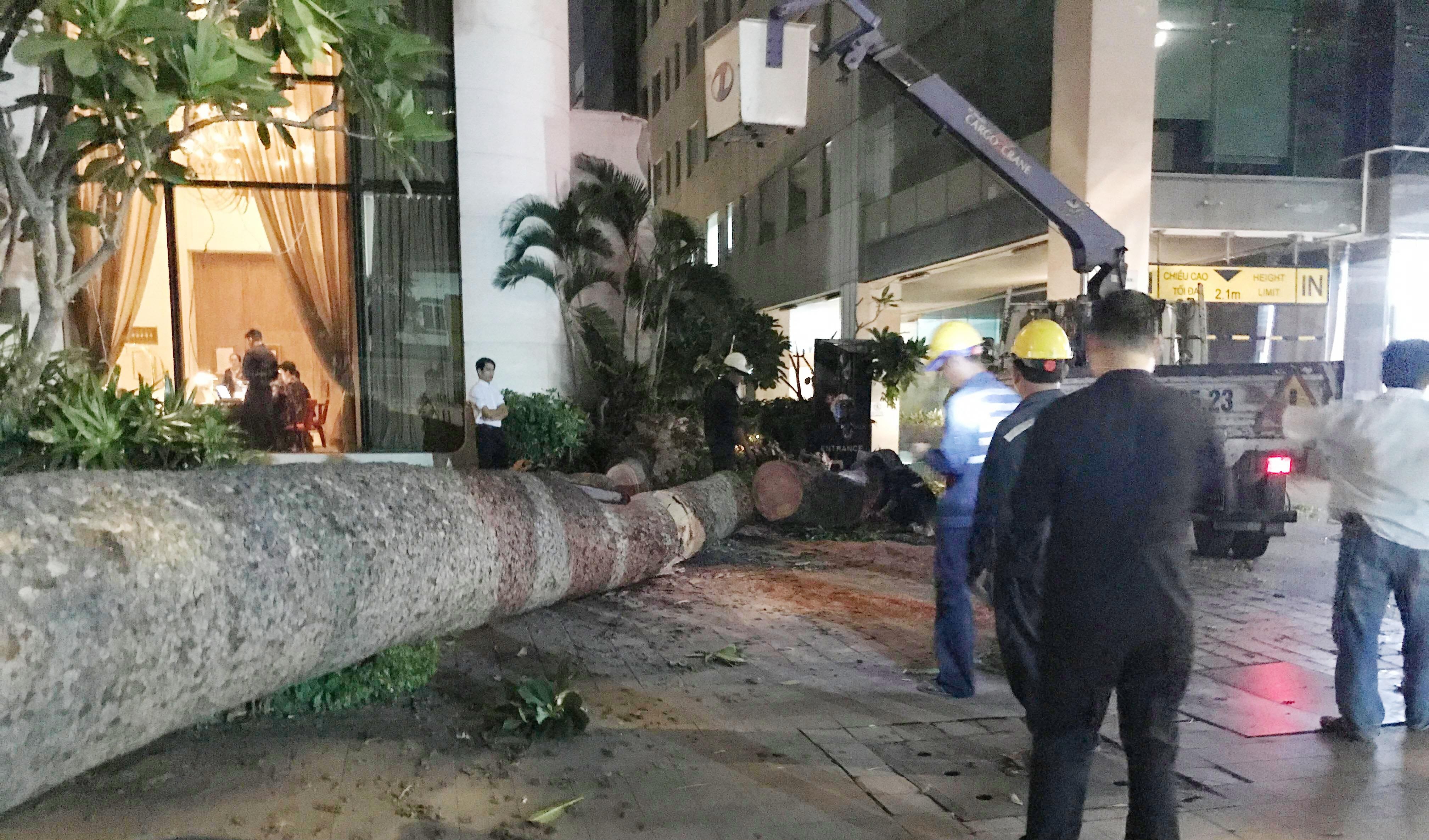 Cây xanh ngã ảnh 1 Cay xanh nga anh 1