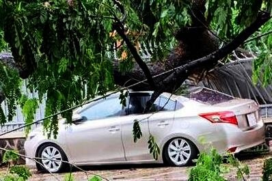 Cay lon do de mop oto con trong mua lon o Sai Gon hinh anh