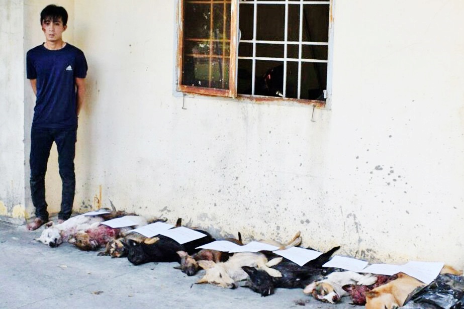 bao vay rung tram bat trom cho anh 1