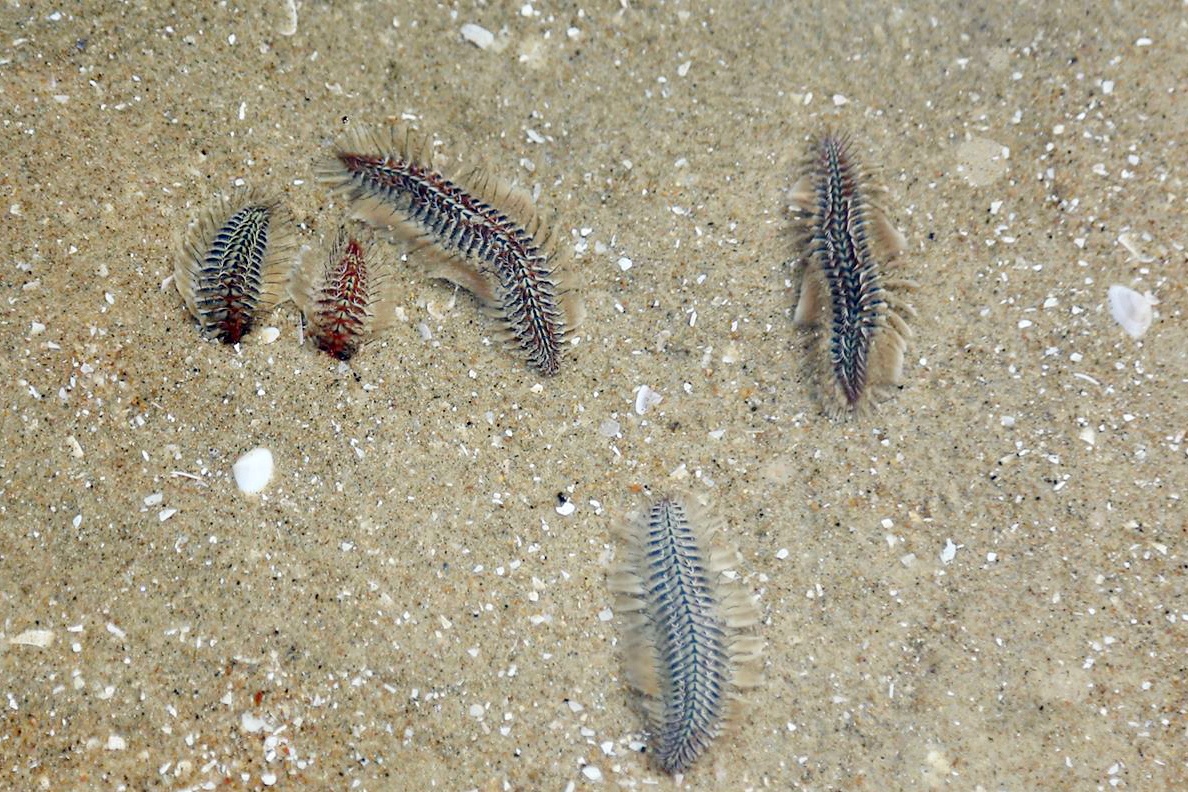 sau bien xuat hien o Vung Tau anh 1