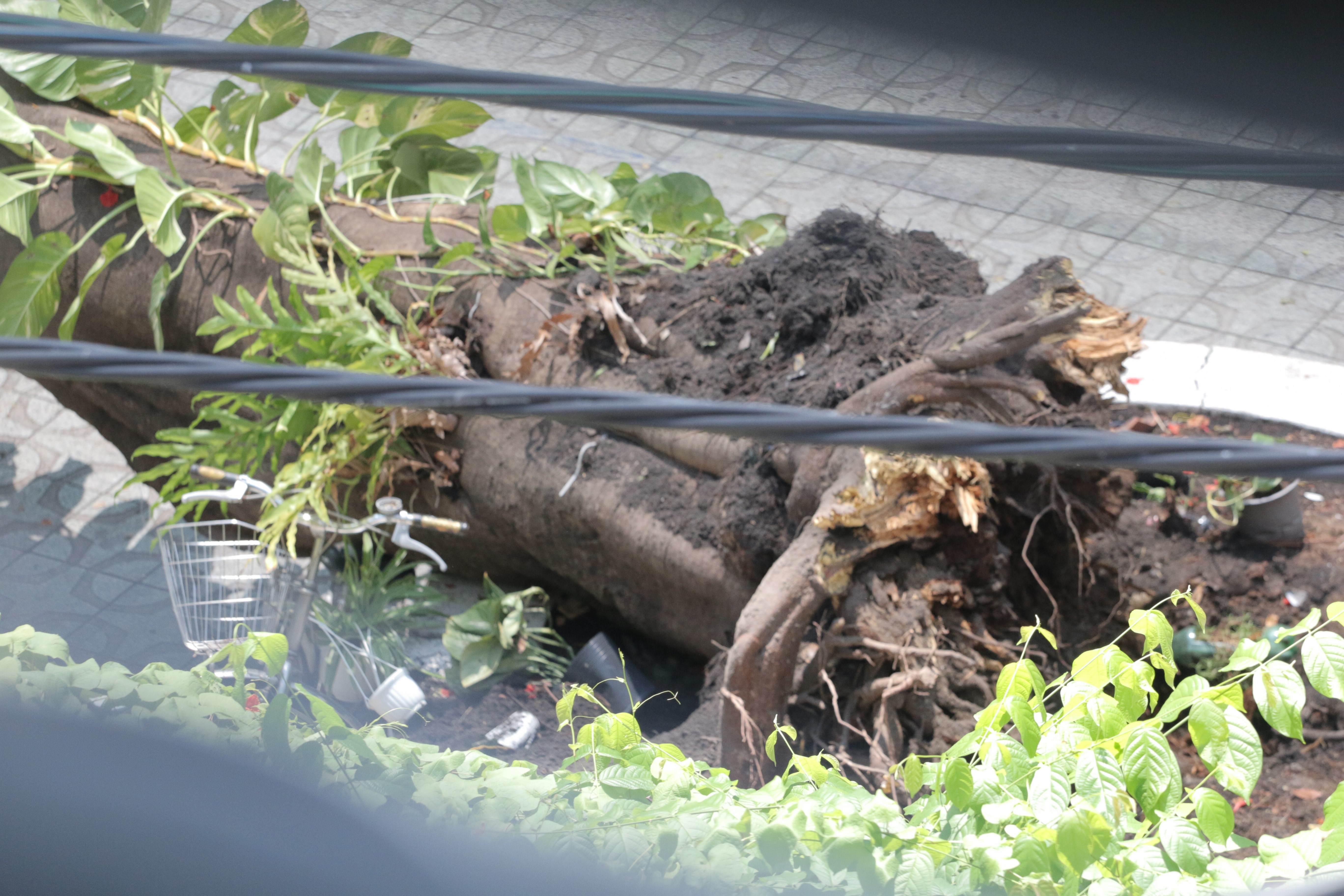 Vi sao cay co thu de bat goc sau mua? hinh anh