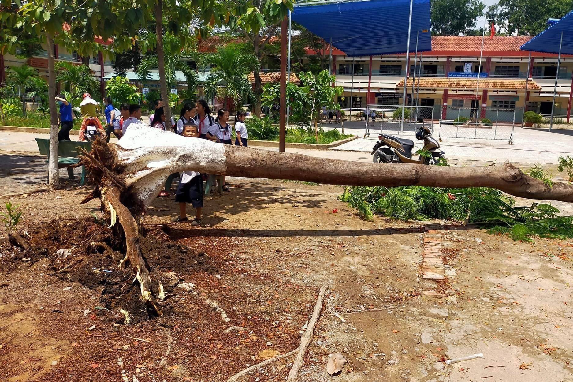cay phuong nga anh 1