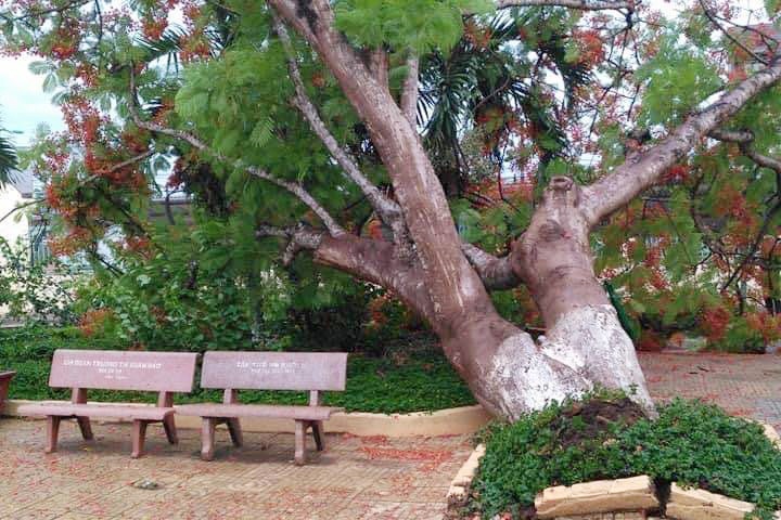 cay phuong nga anh 1