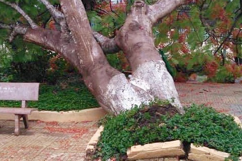 Cay phuong co thu bat goc trong san truong o Dong Nai hinh anh