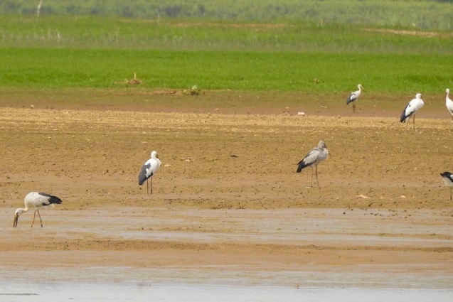 chim giang sen anh 1