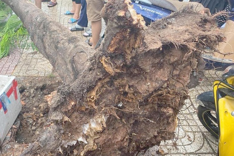 Cay phuong de trung nguoi di duong trong mua lon o TP.HCM hinh anh