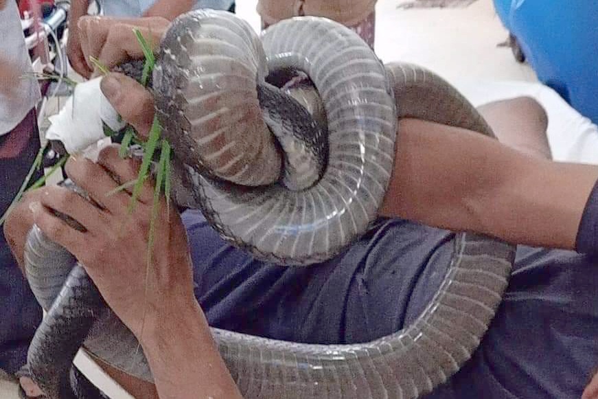 Vi sao phai mang ran doc den benh vien sau khi bi can? hinh anh