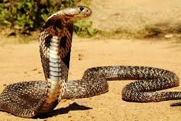 Tam giu nguoi cho ran ho mang chua di ban hinh anh