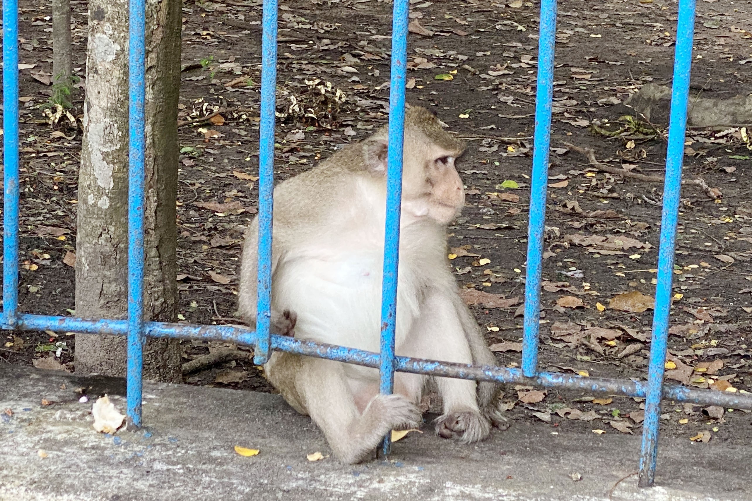 Khi tan cong nguoi anh 1