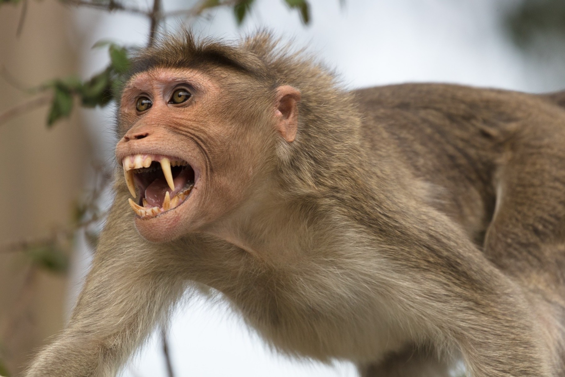 Ban thuoc me de di doi dan khi khoi Toa thanh o Tay Ninh hinh anh