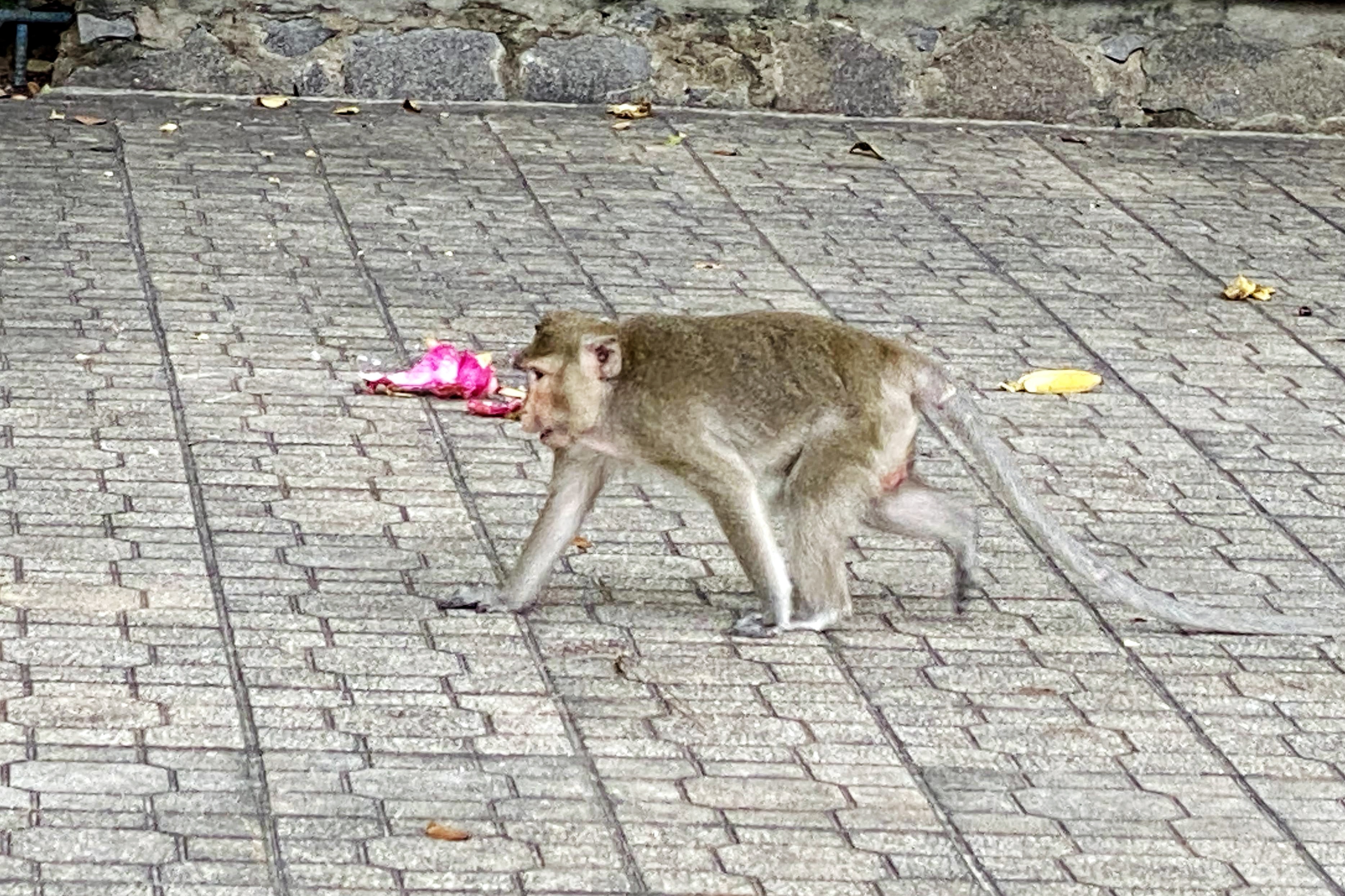 di doi dan khi o Tay Ninh anh 1