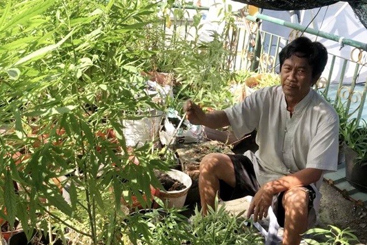 Trong 110 cay can sa tren ban cong hinh anh