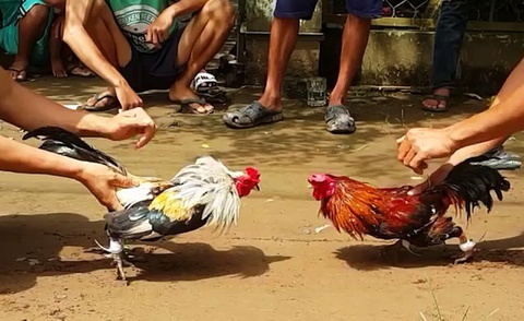 Cu nguoi canh gioi de da ga an tien hinh anh