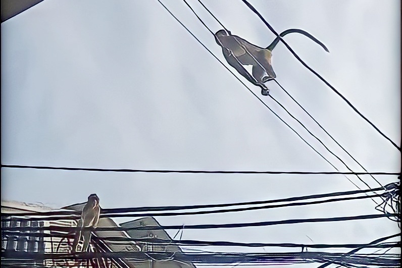 dan khi o quan 12 anh 3