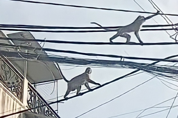 Dan khi dai nao khu dan cu o TP.HCM hinh anh