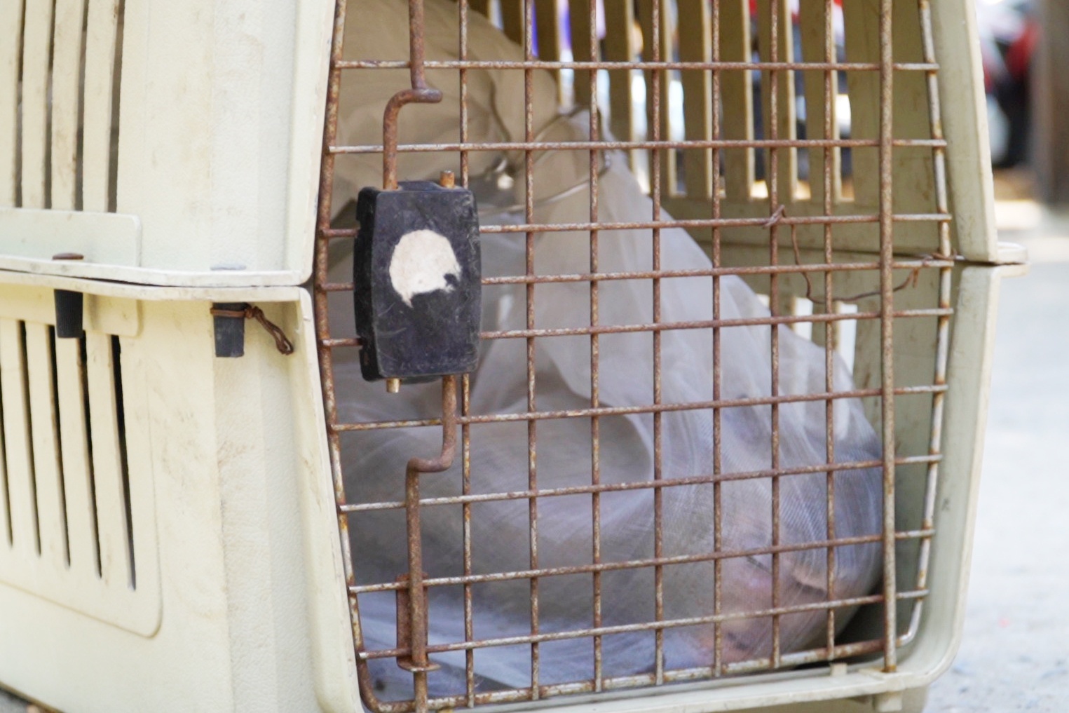 vay bat dan khi anh 2