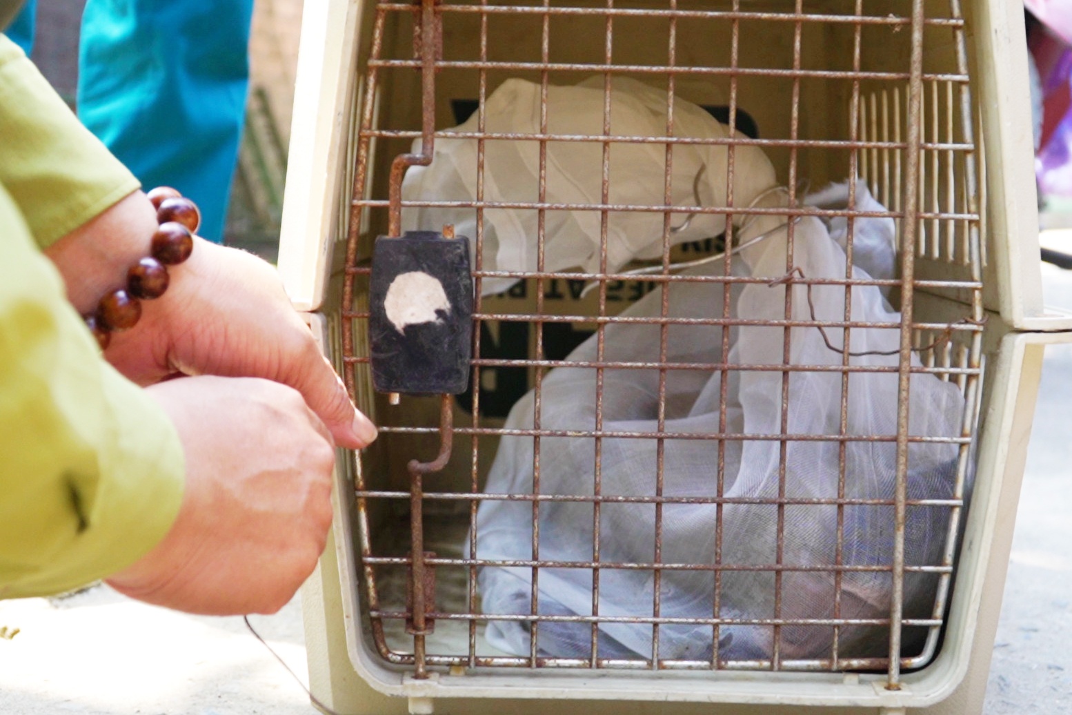 Bat them 3 con khi 'dai nao' nha dan o TP.HCM hinh anh