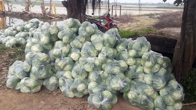 nong san hu hong anh 9