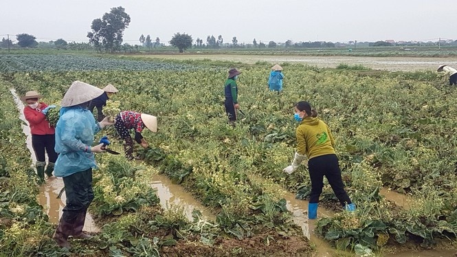 nong san hu hong anh 2