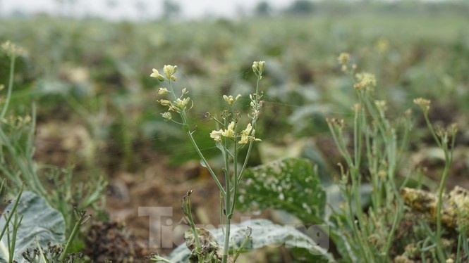 nong san hu hong anh 7