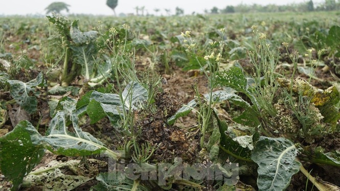 nong san hu hong anh 6