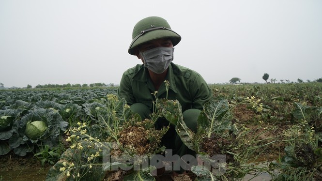 nong san hu hong anh 5