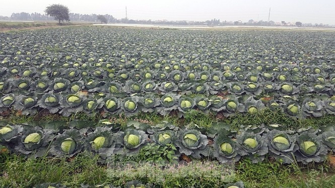 nong san hu hong anh 10