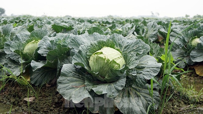 nong san hu hong anh 11