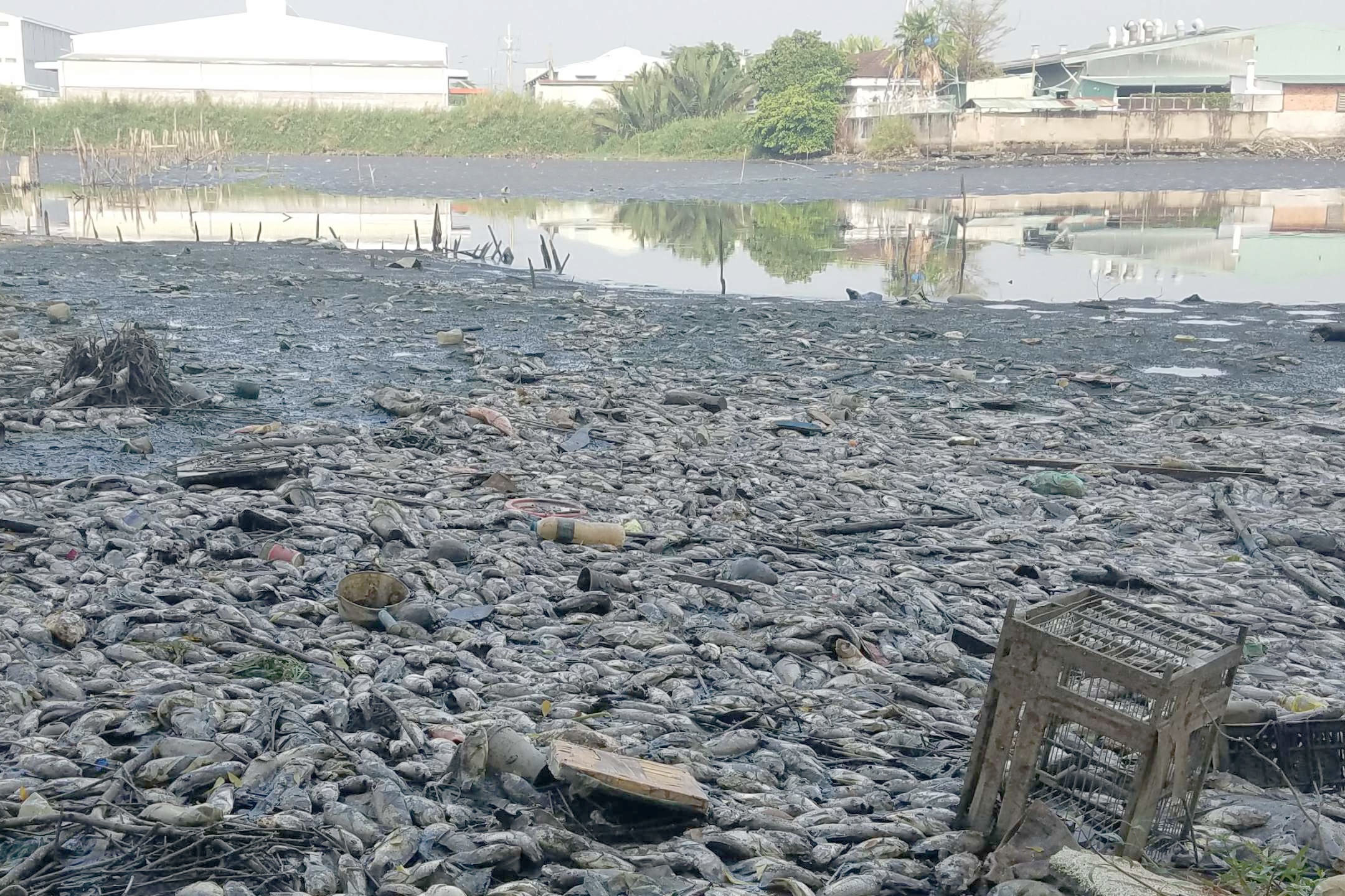 ca chet hang loat anh 1