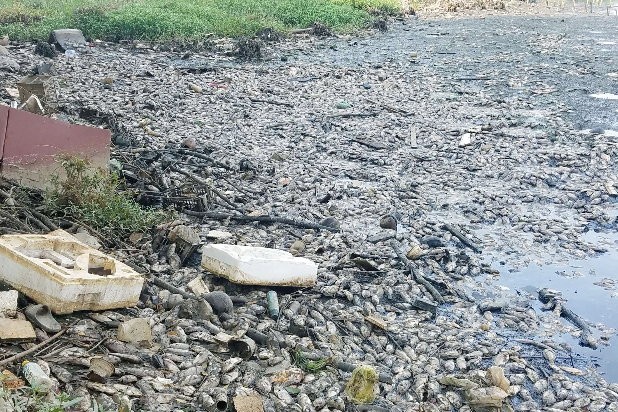 Ca chet hang loat sau mua lon o TP.HCM hinh anh