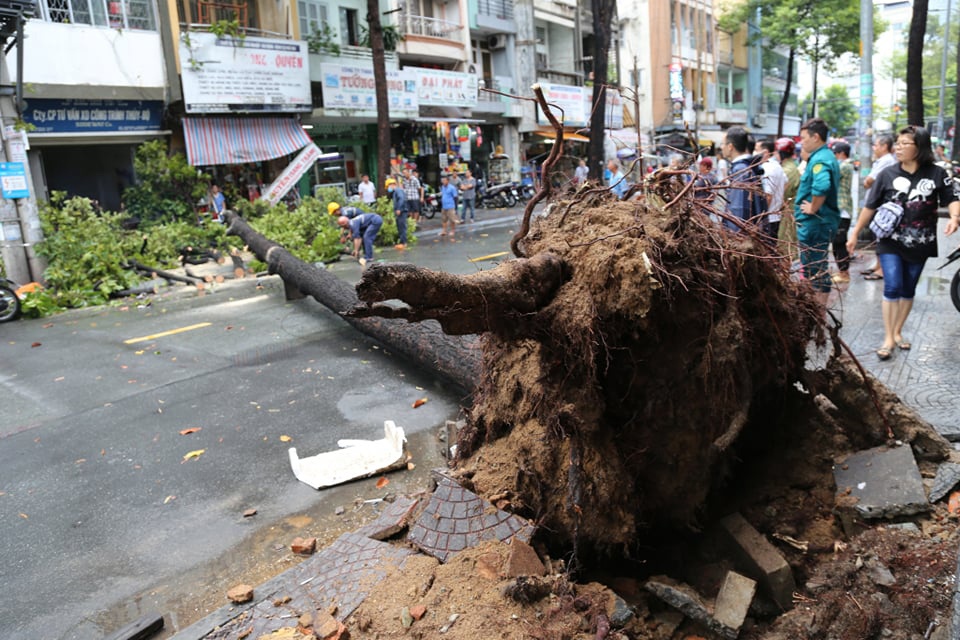 Cay xanh bat goc khien 2 nguoi bi thuong o trung tam TP.HCM hinh anh
