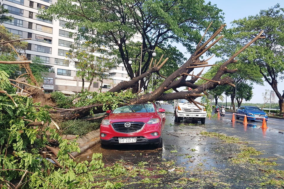 cay do o TP.HCM anh 2