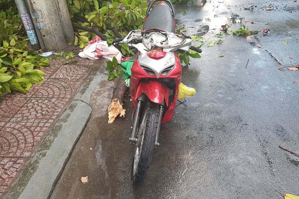 cay do o TP.HCM anh 1